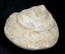 Fossil Gastropod (Pleurotomaria) - Madagascar #25530-1